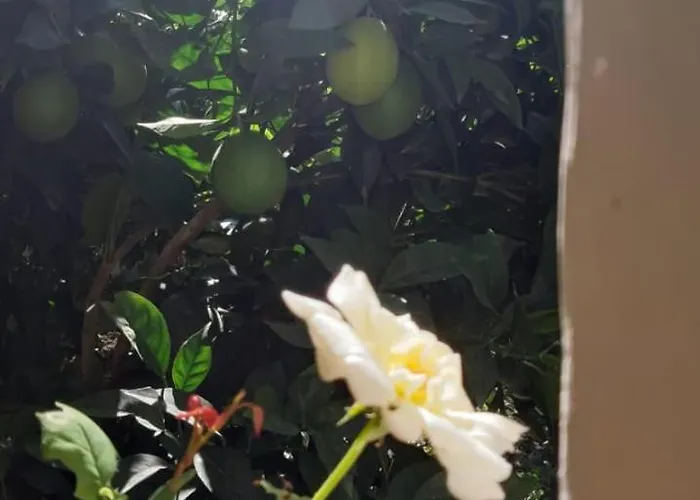 Emi 公寓 培拉特